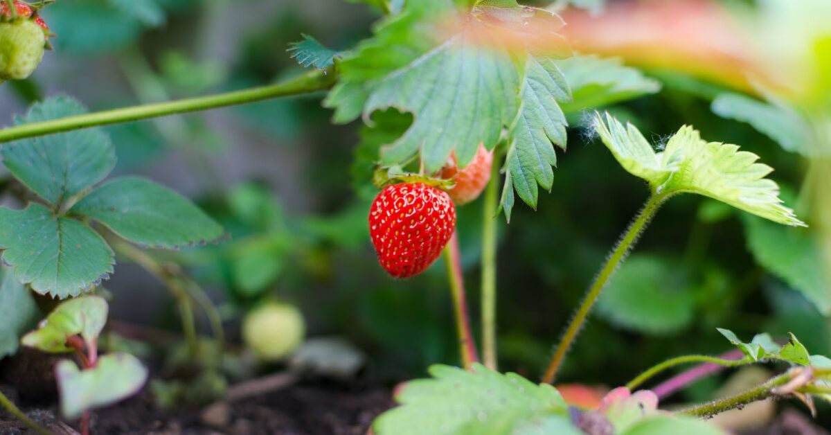 selective focus photography of strawberry fruit